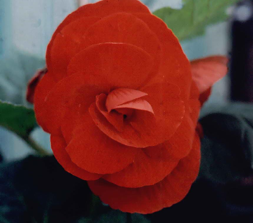 B. ‘Sultan’